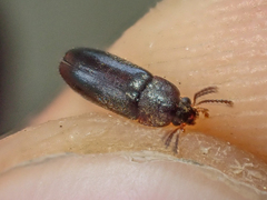 Melandryidae