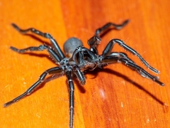 Hadronyche nimoola