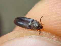 Melandryidae