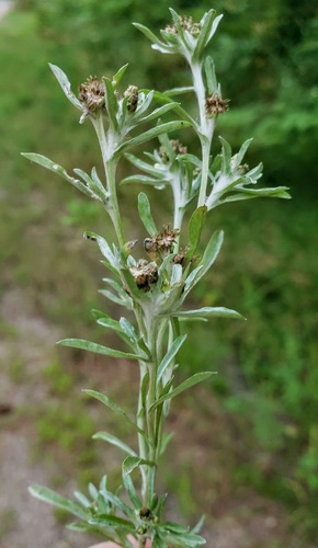 Gnaphalium uliginosum iNat (3)