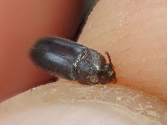 Melandryidae