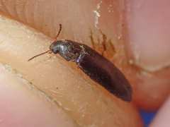 Melandryidae