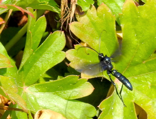 Patrocloides montanus