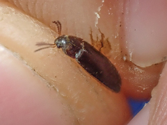 Melandryidae
