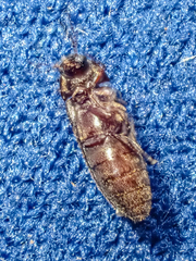 Melandryidae