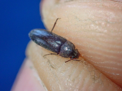 Melandryidae