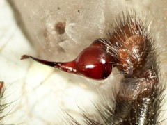 Hadronyche nimoola
