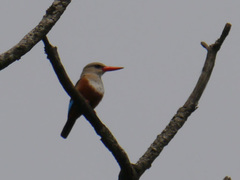 Halcyon leucocephala