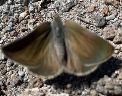 Satyrium semiluna