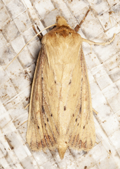 Globia subflava