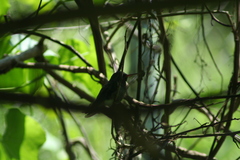 Cynanthus latirostris