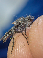 Brachyrhopalinae