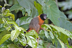 Saguinus tripartitus