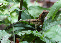 Enyalioides
