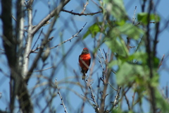Pyrocephalus rubinus