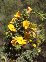Pultenaea hispidula