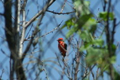 Pyrocephalus rubinus