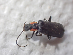 Dichelotarsus scaber