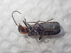 Dichelotarsus scaber