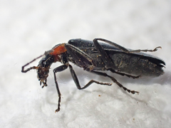 Dichelotarsus scaber