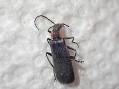 Dichelotarsus scaber