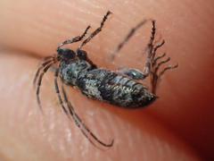 Pogonocherus