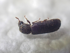 Stephanopachys substriatus