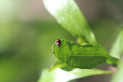 Smaragdina quadripartita