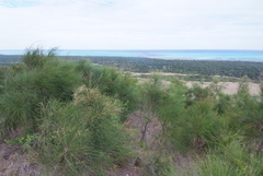 Casuarina collina