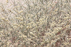 Eriogonum nummulare