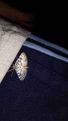 Conchylodes ovulalis
