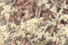 Eriogonum nummulare
