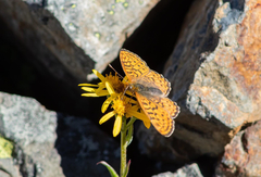 Boloria astarte