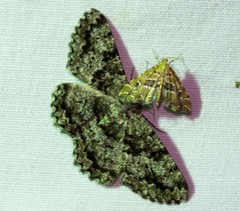 Hypomecis externaria