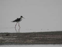 Himantopus mexicanus