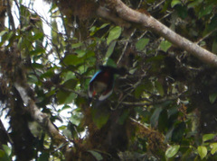 Halcyon leucocephala