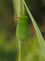 Chremistica ochracea