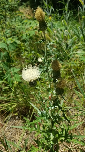 Image of Cirsium brevifolium by (c) Charles Swift, some rights reserved (CC BY)