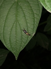 Forficula auricularia