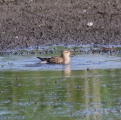 Calidris melanotos