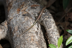 Emoia cyanura