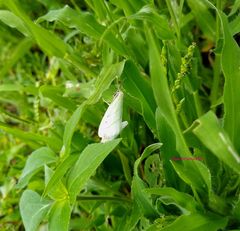 Leuculodes lacteolaria