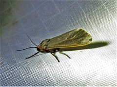 Virbia laeta