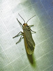 Virbia laeta
