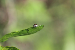 Smaragdina quadripartita