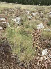 Muhlenbergia montana