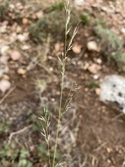 Muhlenbergia montana