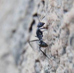 Camponotus chrysurus