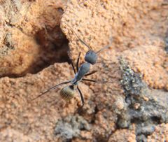 Camponotus chrysurus