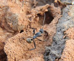 Camponotus chrysurus
